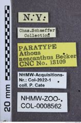 Etiketten zu Athous neacanthus (NHMW-ZOO-COL-0008562)